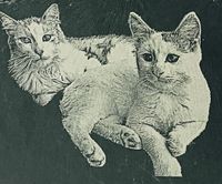 Lasergravur-Schieferplatte-Katze